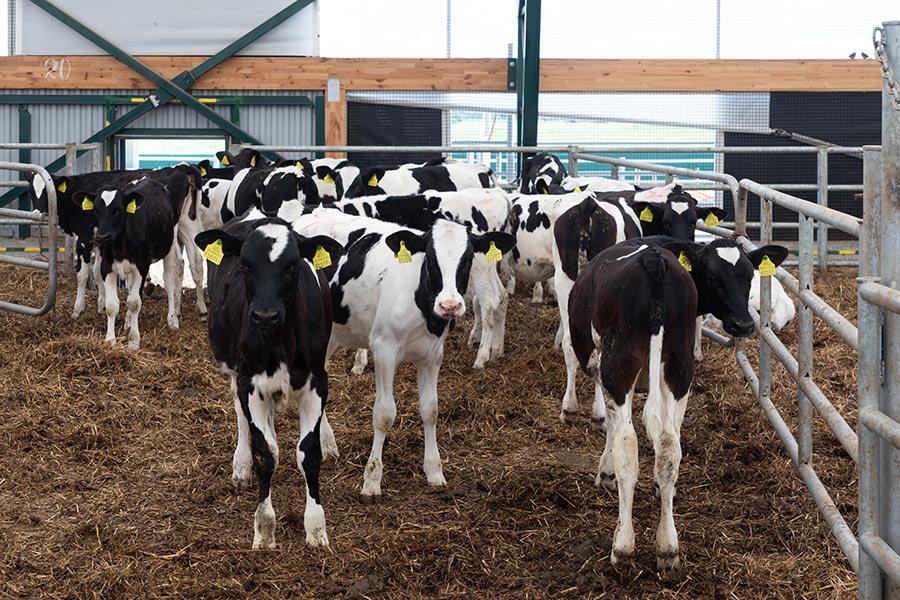 a-group-of-young-dairy-cows-outdoor-walking-in-a-f-resize.jpg