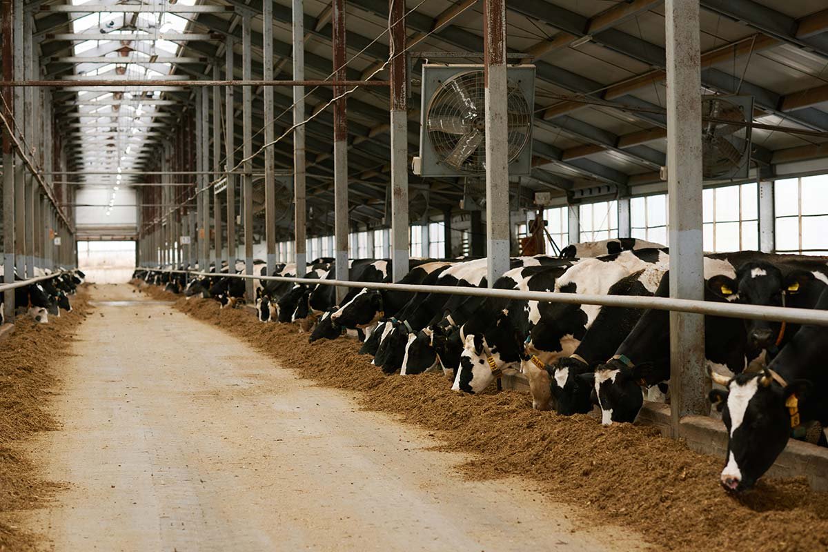 dairy-farm-with-herd-of-cows-resize.jpg
