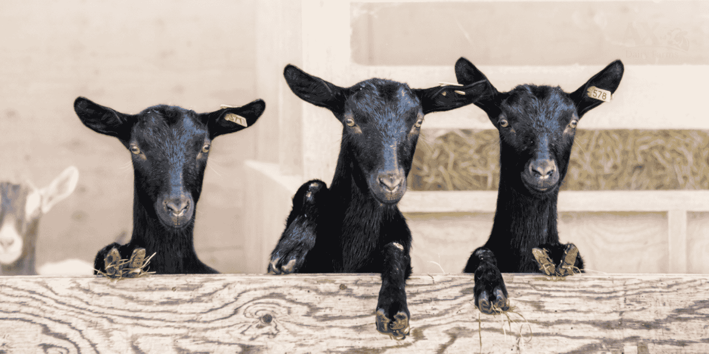 AX goat slider