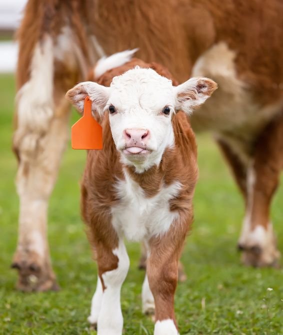 ax calf