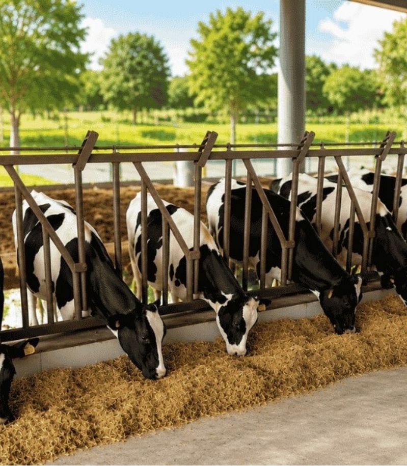 ax dairy farms